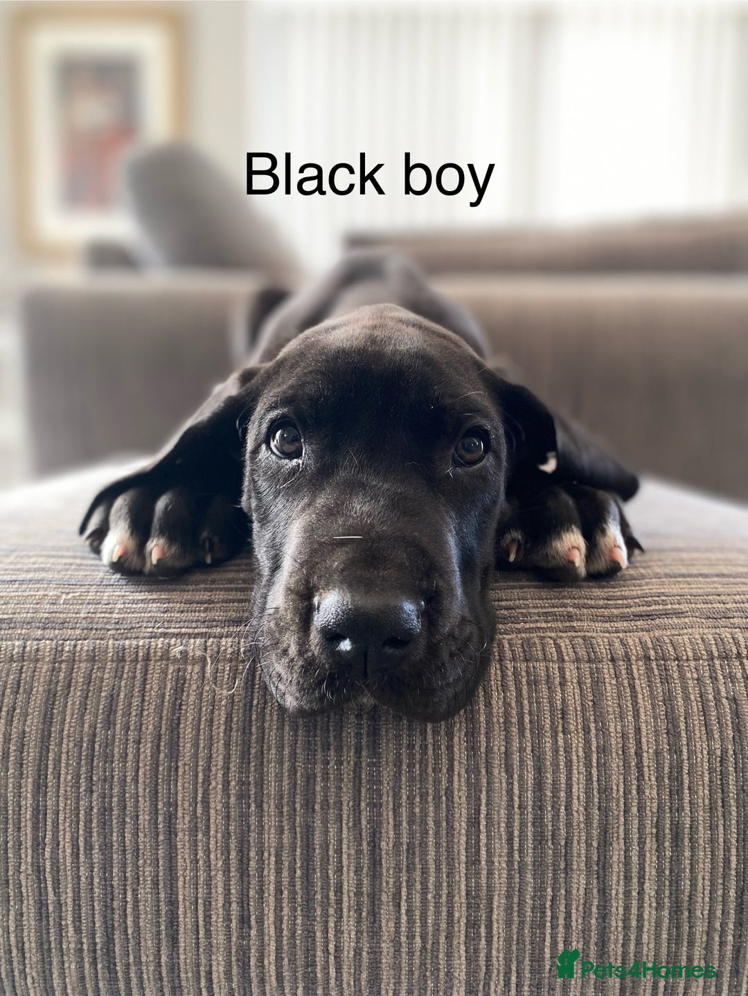 Great Dane dogs for sale: Gorgeous Black Great Dane Puppies - Image 10