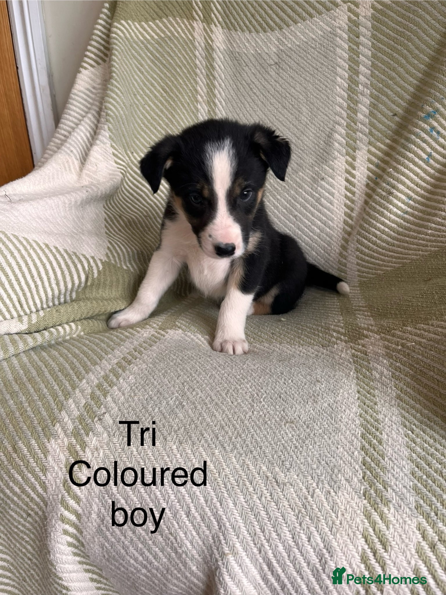 Border Collie dogs ISDS Beautiful Border Collie Pups Health tested  - Advert 1