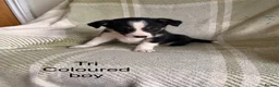 Border Collie dogs for sale: KC/ISDS Registered Beautiful Border Collie Pups - Advert 15