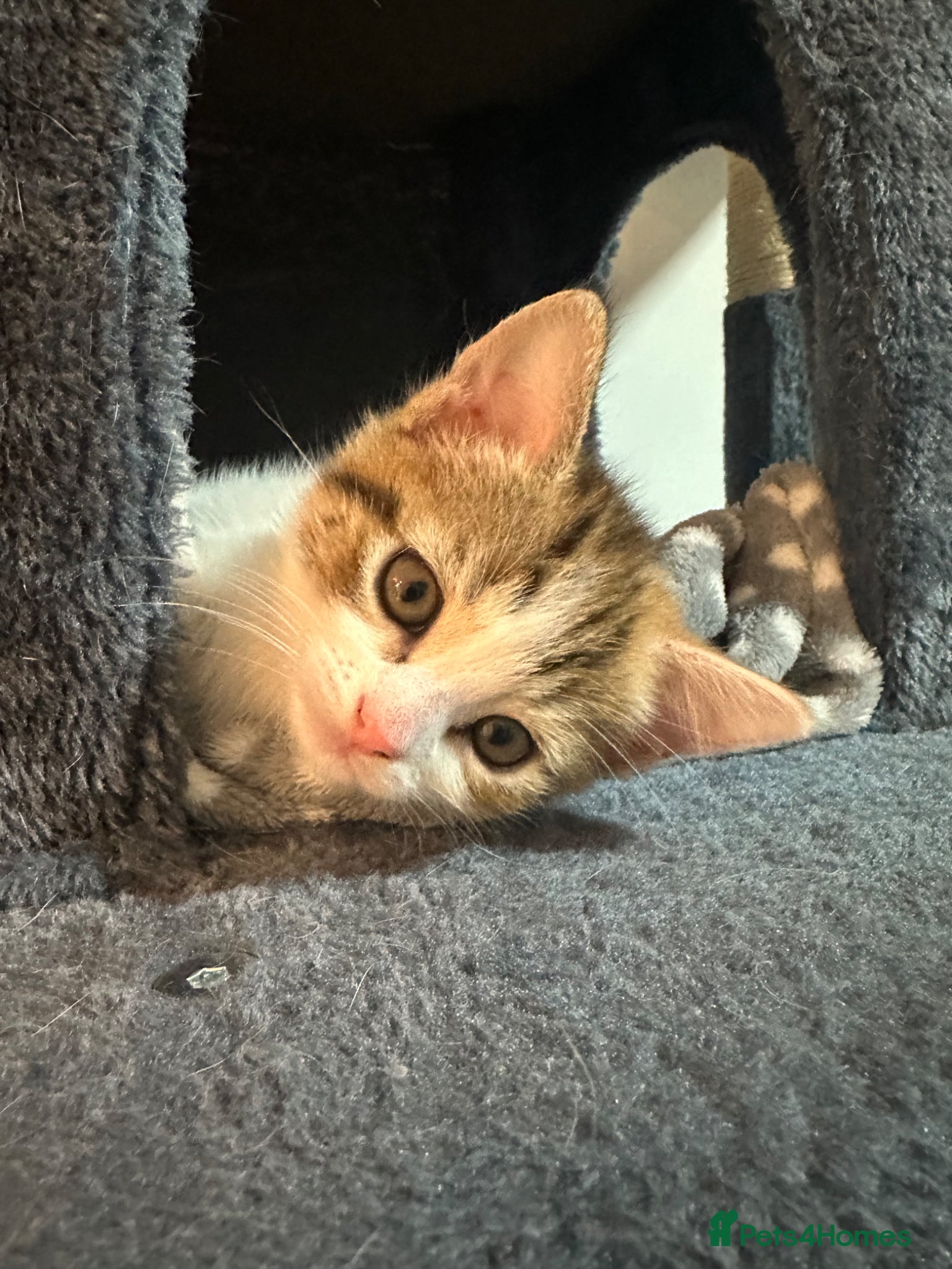 Aegean cats Adorable Calico Kittens For Sale - Advert 2