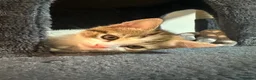 Aegean cats for sale: Adorable Calico Kittens For Sale - Advert 1