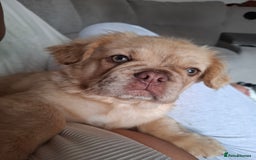 French Bulldog dogs for sale: French bulldog fluffy - Image 2