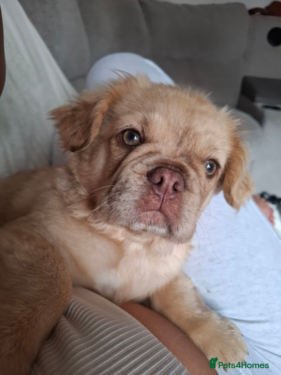 French Bulldog dogs for sale: French bulldog fluffy - Image 2