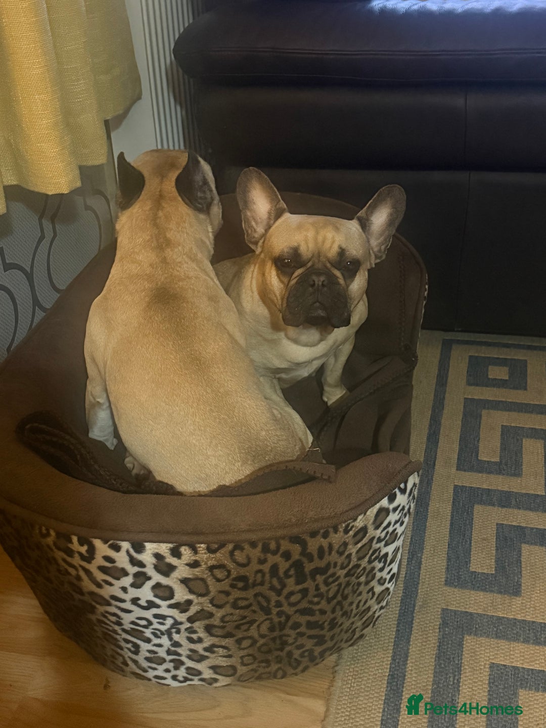 French Bulldog dogs for sale: Pedigree Mum Frenchy Pups-Gorgeous and ready soon! - Advert 4