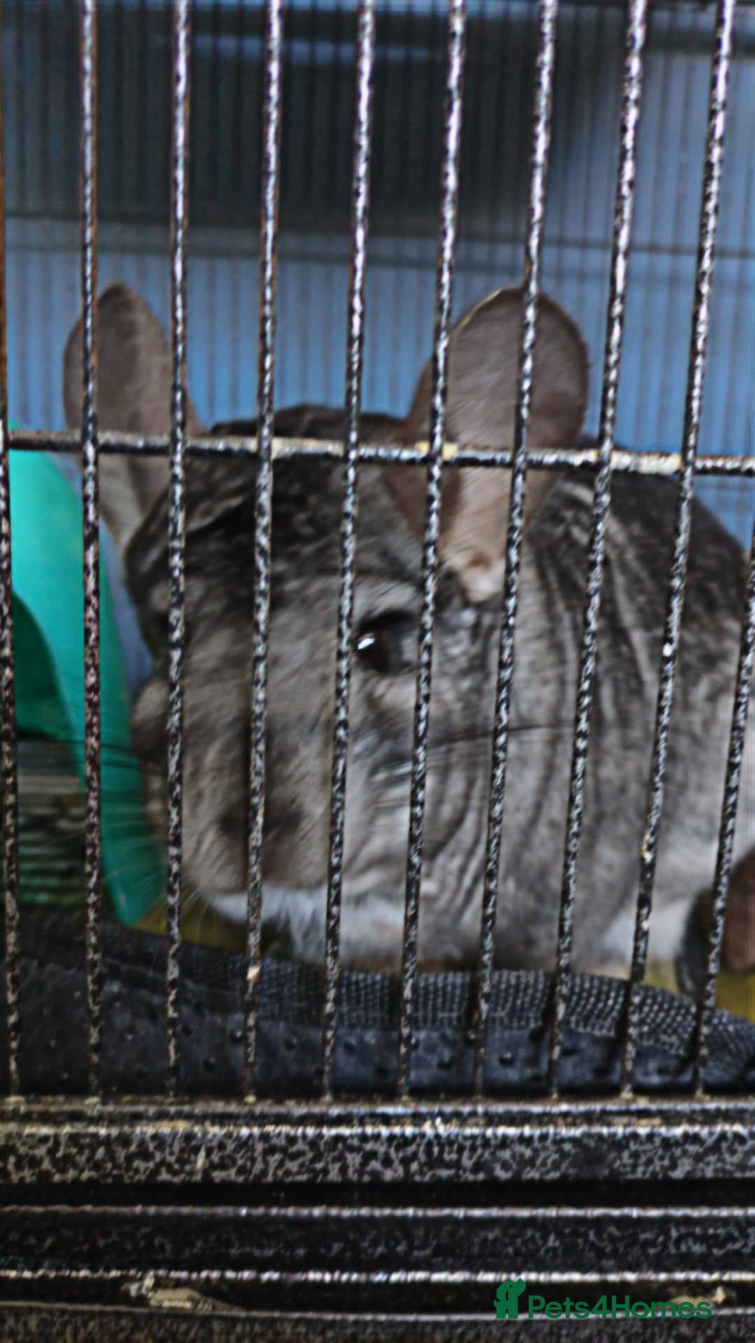 Chinchilla rodents Chinchilla for sale (with cage and carry case) - Advert 2