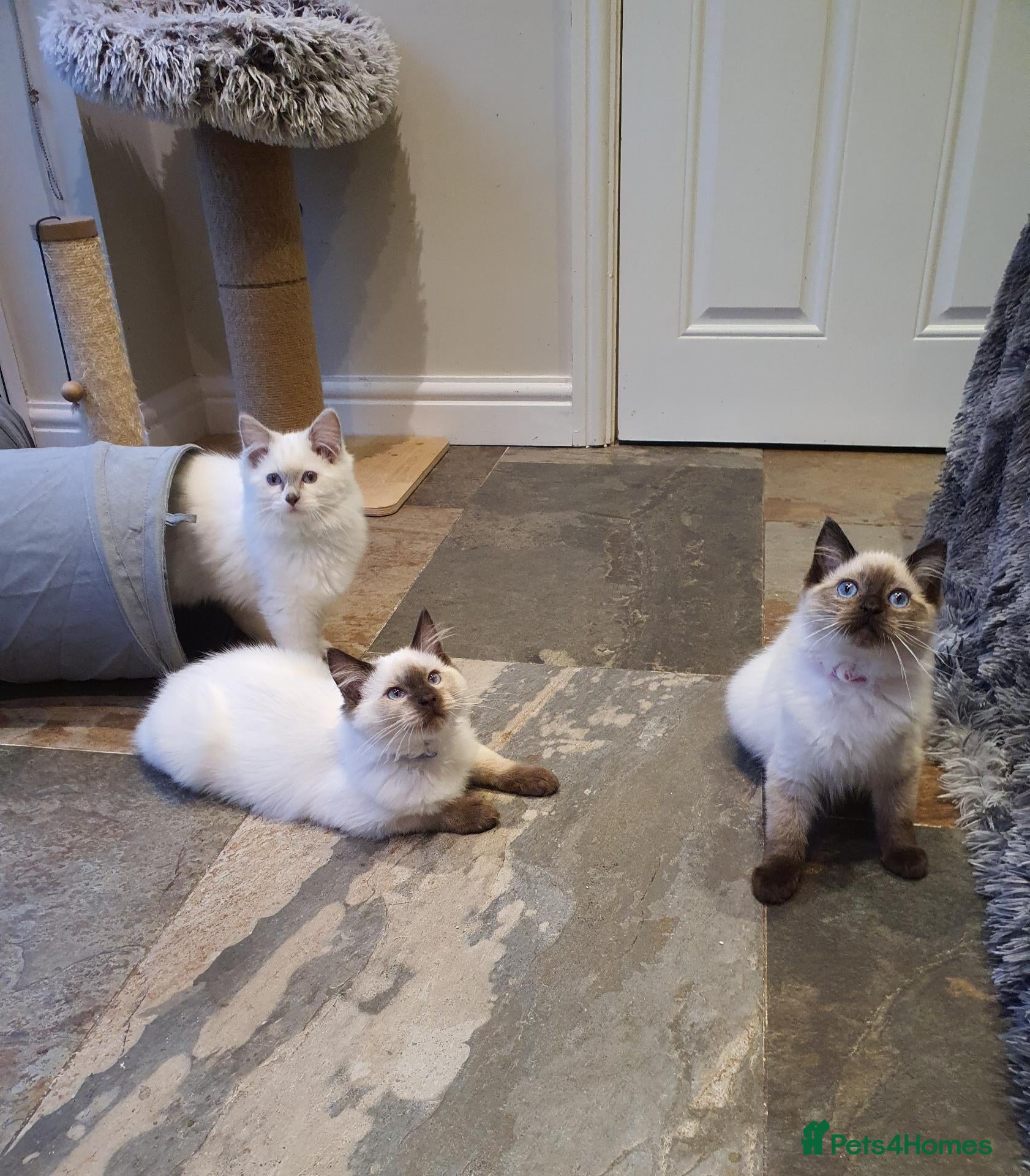 Ragdoll cats 💖12 WEEKS OLD💖 GCCF Registered Ragdoll Kittens. - Advert 2