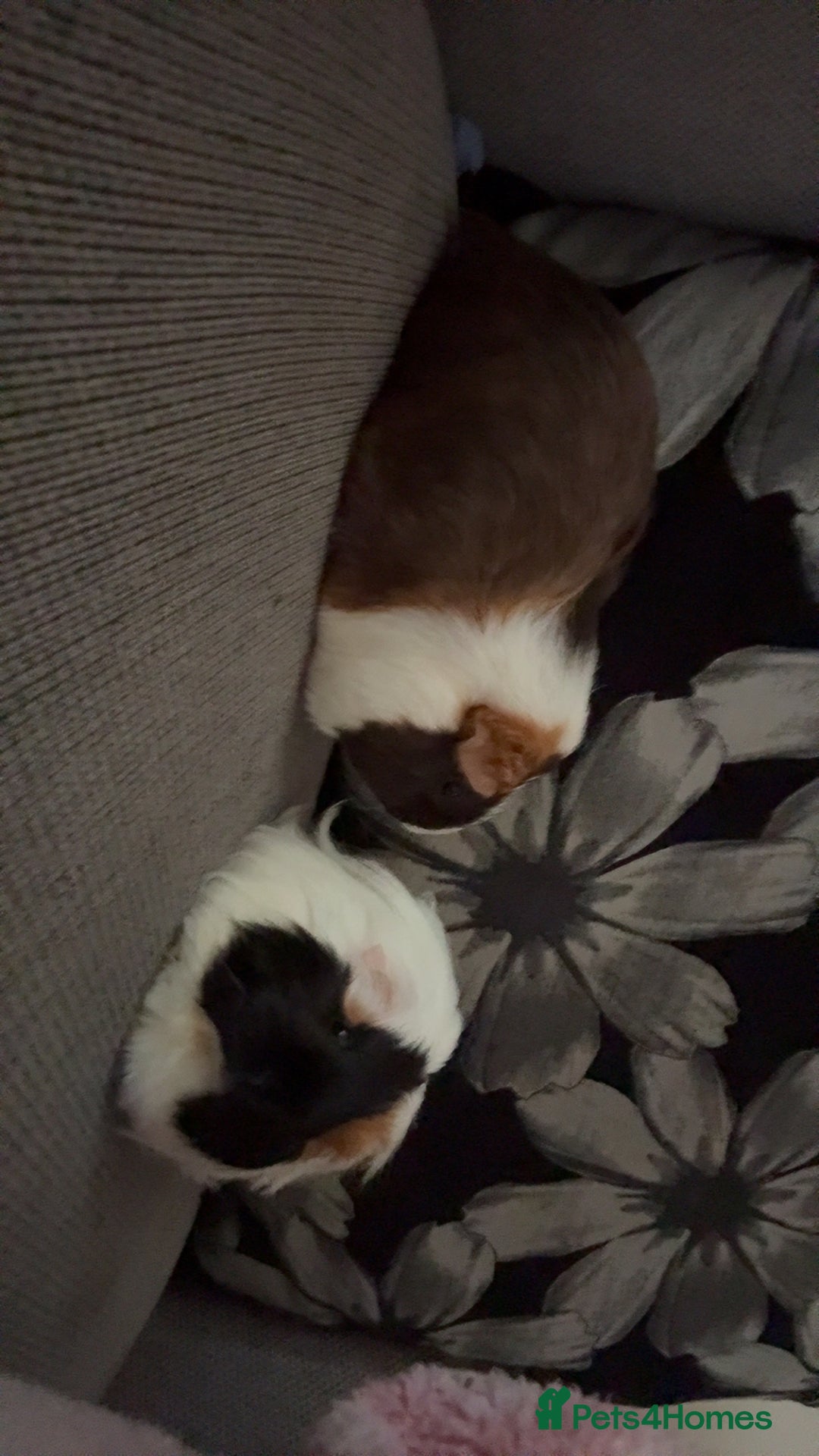 Guinea Pig rodents for sale: 2 lovely bonded girls  - Advert 2