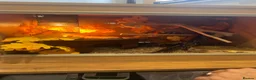 Python Snake reptiles for sale: 5 year old Royal ball Python  in Eastbourne - Advert 6