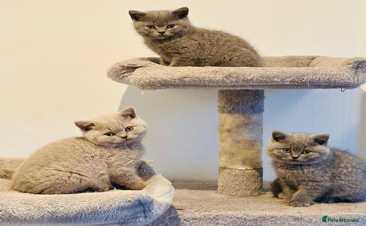 British Shorthair cats - Advert 11
