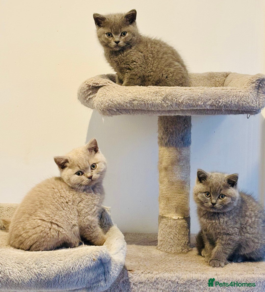 British Shorthair cats for sale: 💙GCCF MALE BSH KITTENS OUTSTANDING CHAMPION LINES - Image 1