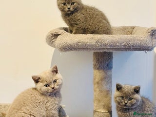 British Shorthair cats - Advert 16