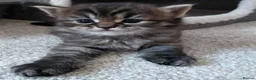 Maine Coon cats for sale: Half main coon kittens - Advert 15