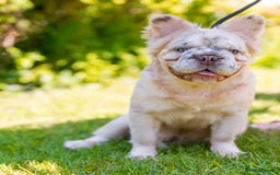 French Bulldog dogs for stud: French bulldog studs - Image 3