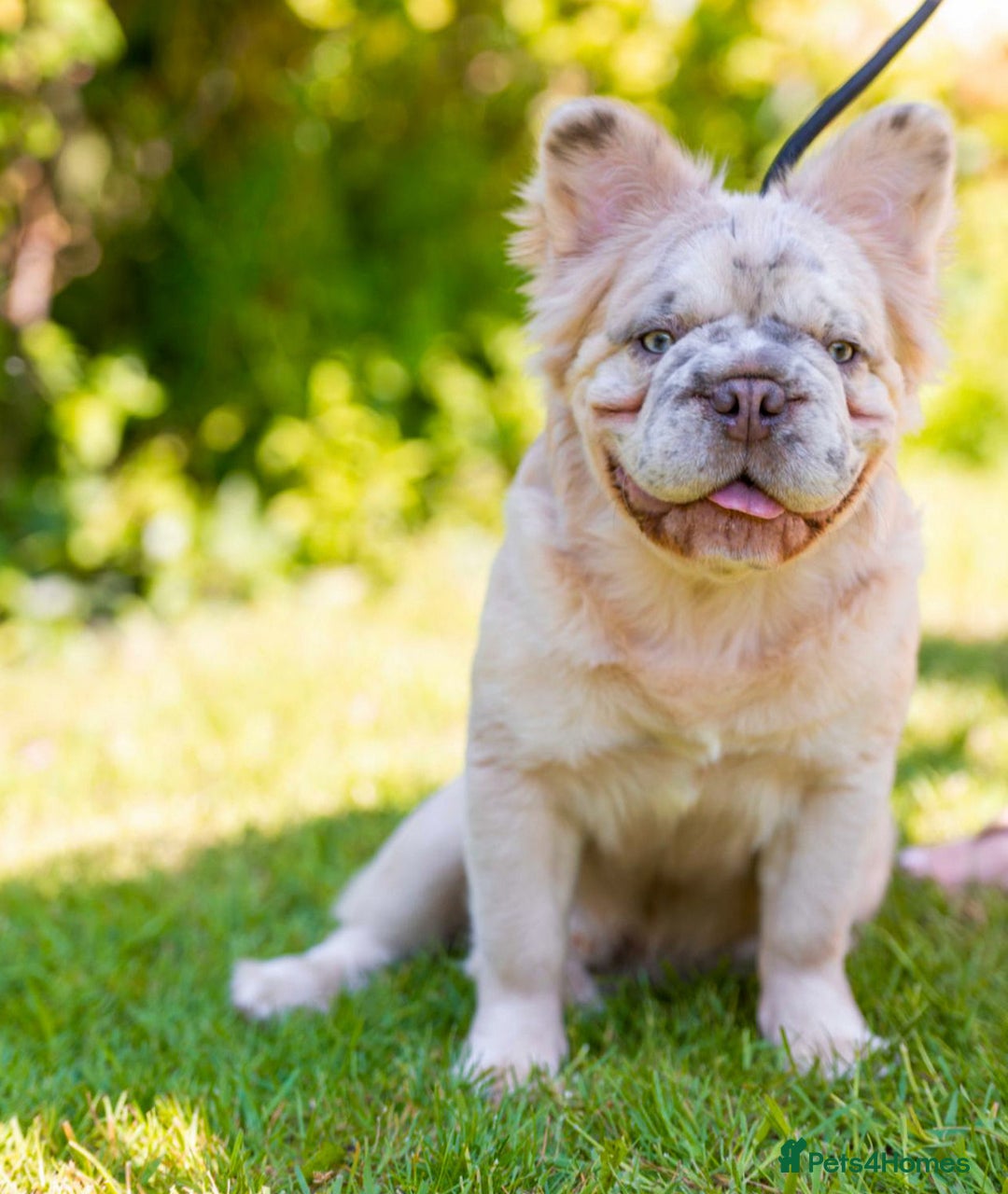 French Bulldog dogs for stud: French bulldog studs - Image 3