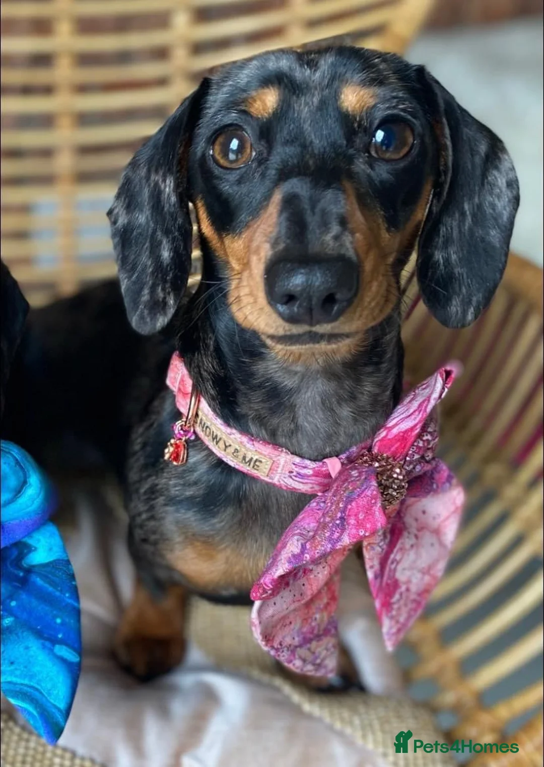 Miniature Dachshund dogs for sale: True Miniatures 5 star Breeder ⭐️⭐️⭐️⭐️⭐️ - Advert 6