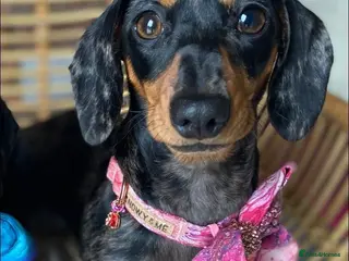 Miniature Dachshund dogs True Miniatures 5 star Breeder ⭐️⭐️⭐️⭐️⭐️ - Advert 1