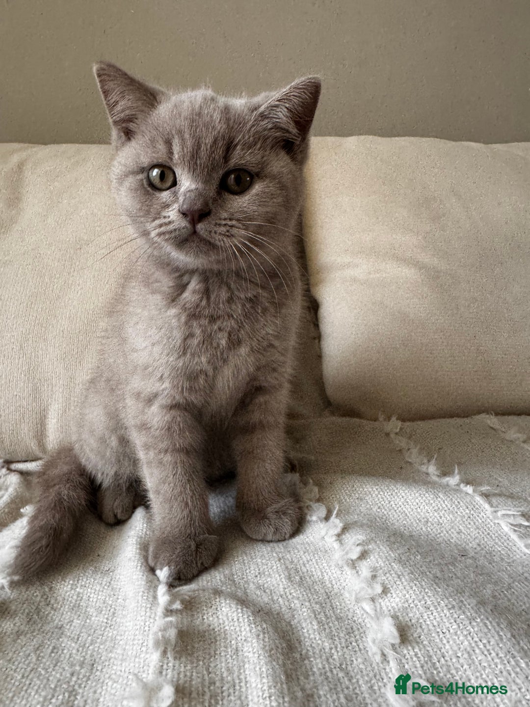 British Shorthair cats for sale: Beautiful Lilac BSH Kittens – Pedigree Parents - Advert 15