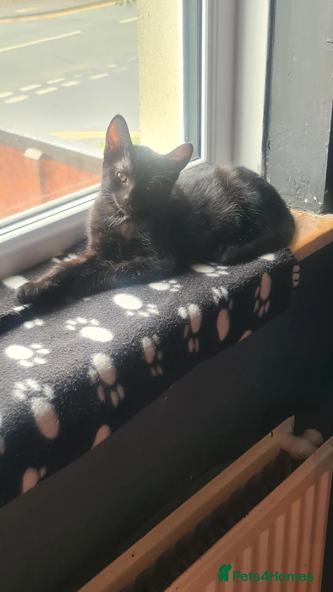 Mixed Breed cats for sale: Beautiful girl 1yr - Advert 2