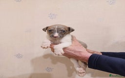 Whippet dogs for sale: Beautiful KC Reg Whippet Puppies - Advert 36