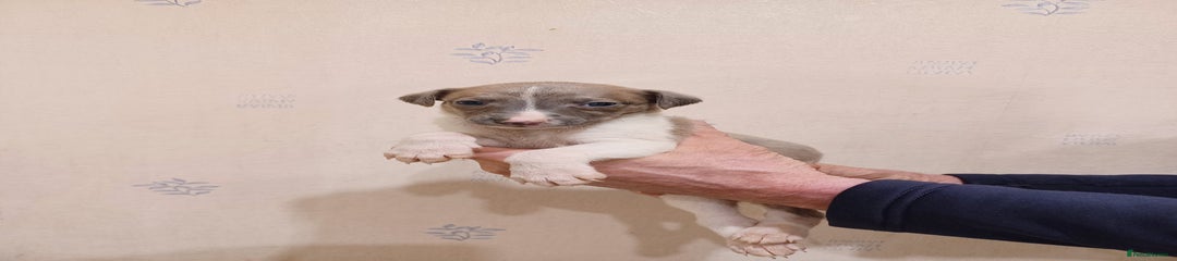 Whippet Puppy 4