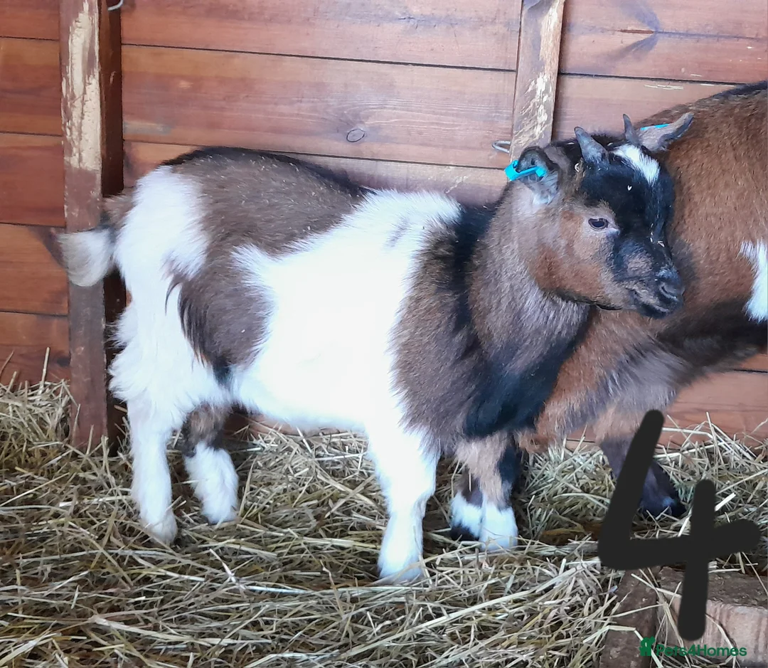 Goats livestock for sale: Pygmy goats - Advert 2