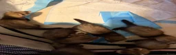 Ferret rodents for sale: Kits  - Advert 4