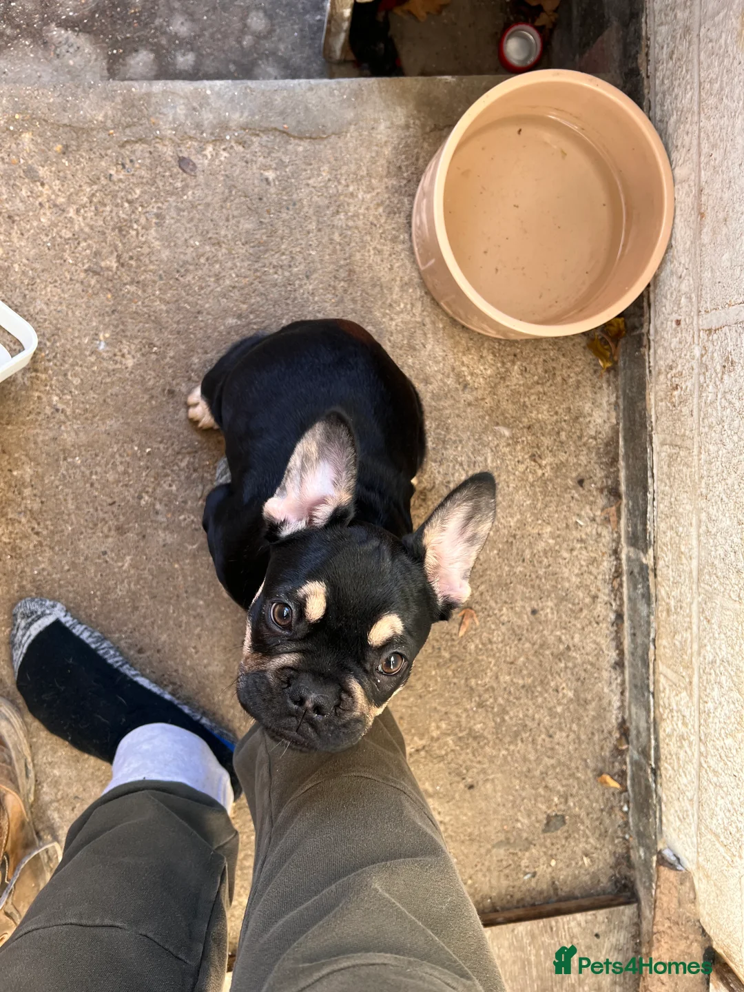 French Bulldog dogs for stud: Chocolate Tan french bulldog Burtie in Sevenoaks - Advert 15