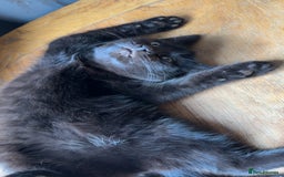 Mixed Breed cats for sale: Mixed breed kitten  - Image 1