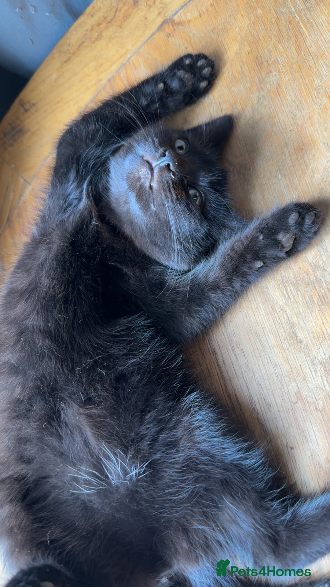 Mixed Breed cats for sale: Mixed breed kitten  - Image 1