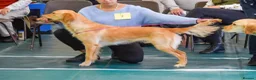 Golden Retriever dogs for sale: Working Golden Retriever Puppies - Advert 9