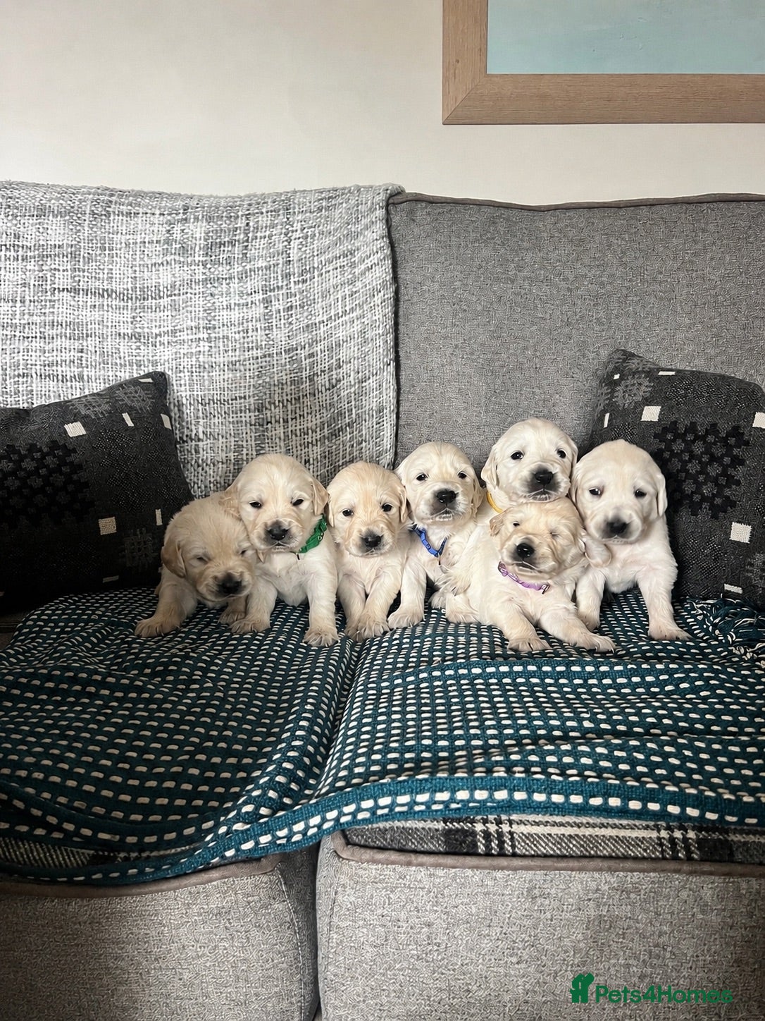 Golden Retriever dogs Golden Retrievers Seeking Forever Homes - Advert 2