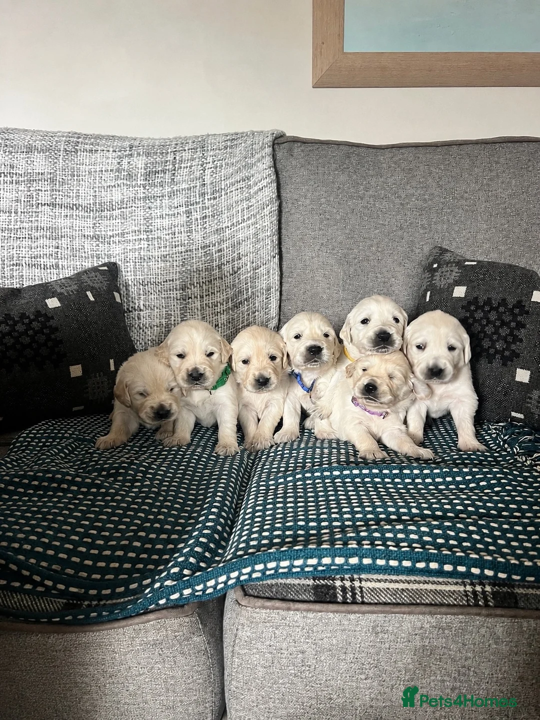 Golden Retriever dogs for sale: Golden Retrievers Seeking Forever Homes - Advert 2