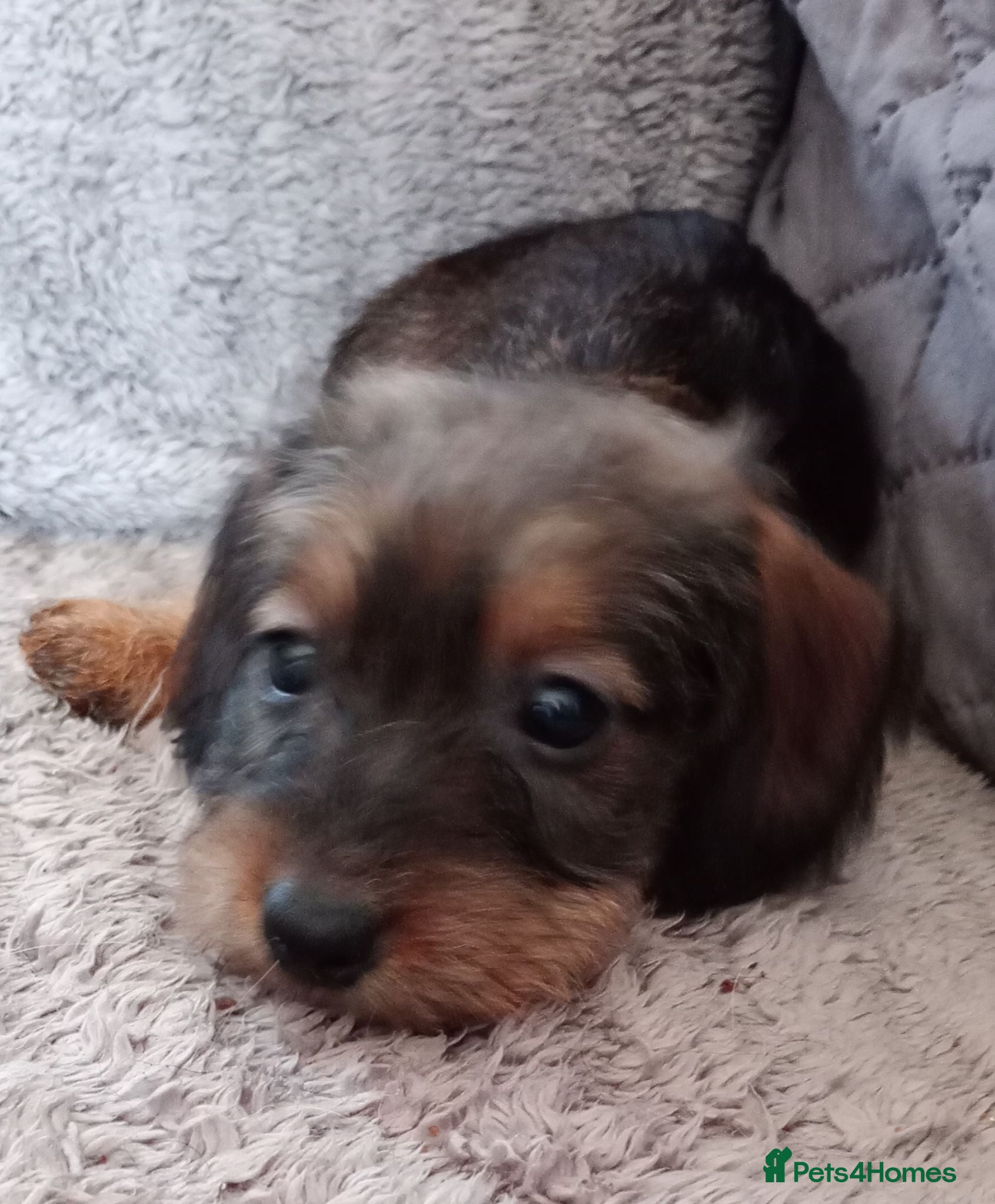 Miniature Dachshund dogs Beautiful miniature wire haired dachshund pups - Advert 8