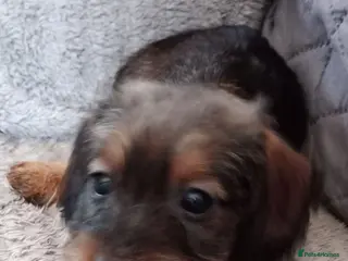 Miniature Dachshund dogs Beautiful miniature wire haired dachshund pups - Advert 8