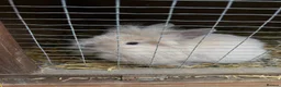 Lionhead rabbits for sale: 3x gorgeous fluffy lionhead bunnies ready to go  - Advert 15