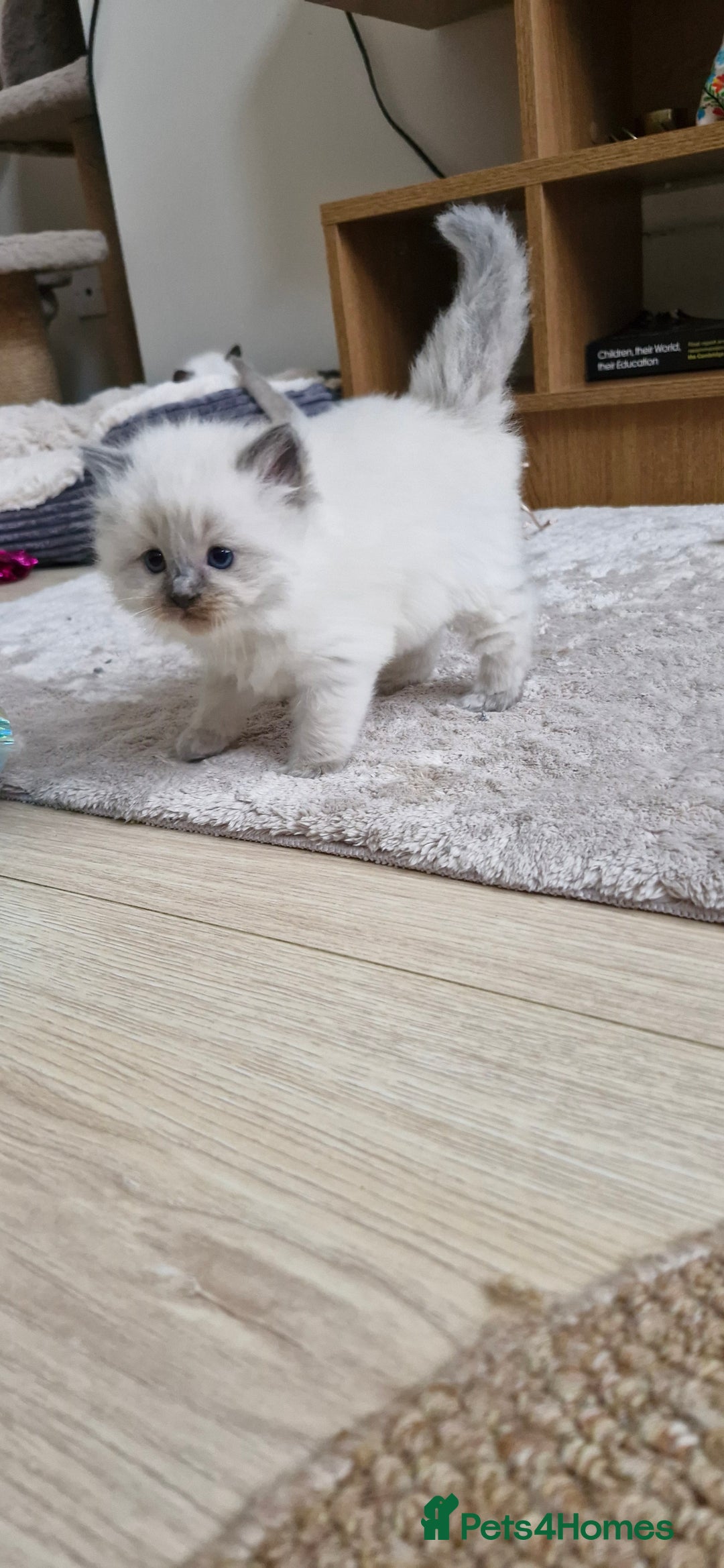 Ragdoll cats for sale: 🐾 Gorgeous Ragdoll Kittens.Ready 22nd December 🐾 - Image 30