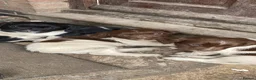 English Springer Spaniel dogs for sale: Spaniel puppies  - Advert 2