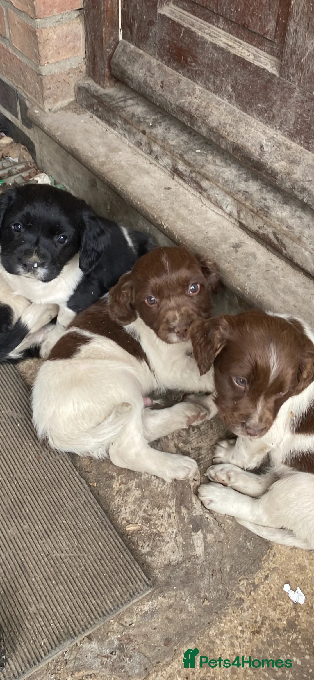 English Springer Spaniel dogs for sale: Spaniel puppies  - Advert 2