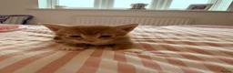 Mixed Breed cats for sale: 3 male Kittens - Advert 7
