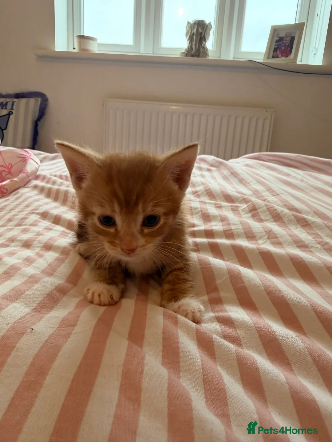 Mixed Breed cats for sale: 3 male Kittens - Advert 7