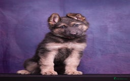 German Shepherd dogs for sale: KC German Shepherd Pups in Newark - Image 12