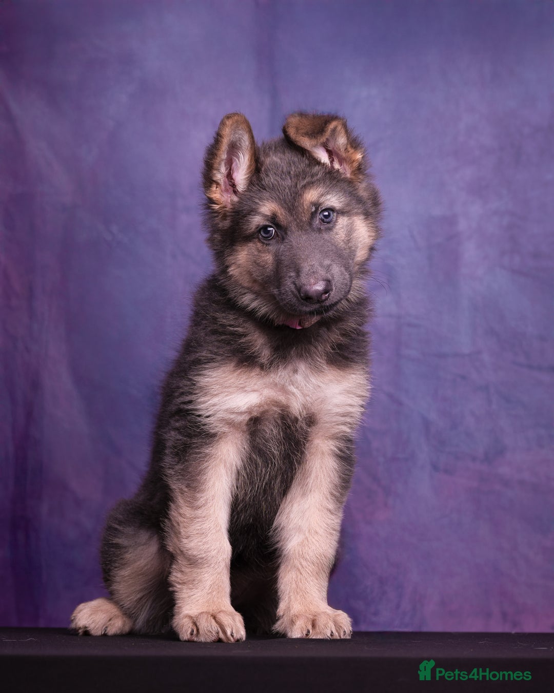 German Shepherd dogs for sale: KC German Shepherd Pups in Newark - Image 12