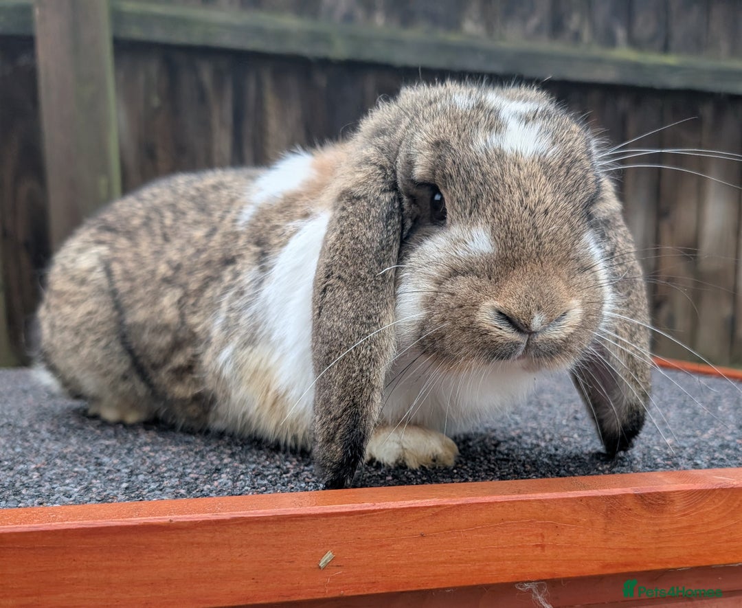 French Lop rabbits for sale: Beautiful Agouti Butterfly French Lop Girl Rabbit - Advert 1