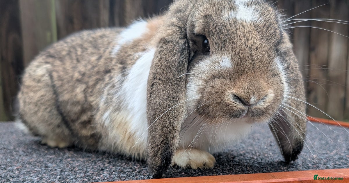 Beautiful Agouti Butterfly French Lop Girl Rabbit for sale in ...