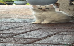 Persian cats for sale: Lovely Persian cats  - Image 18