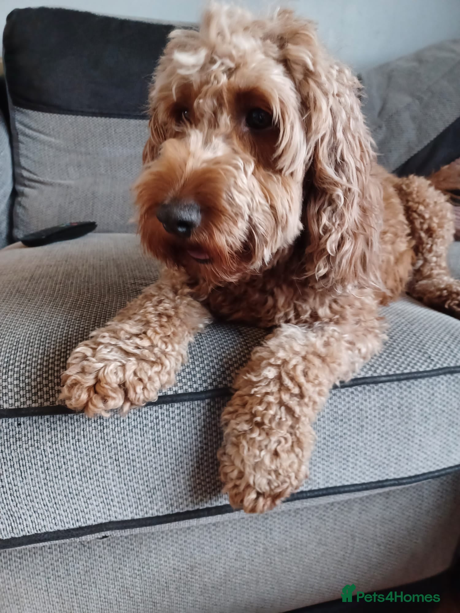 Willow 