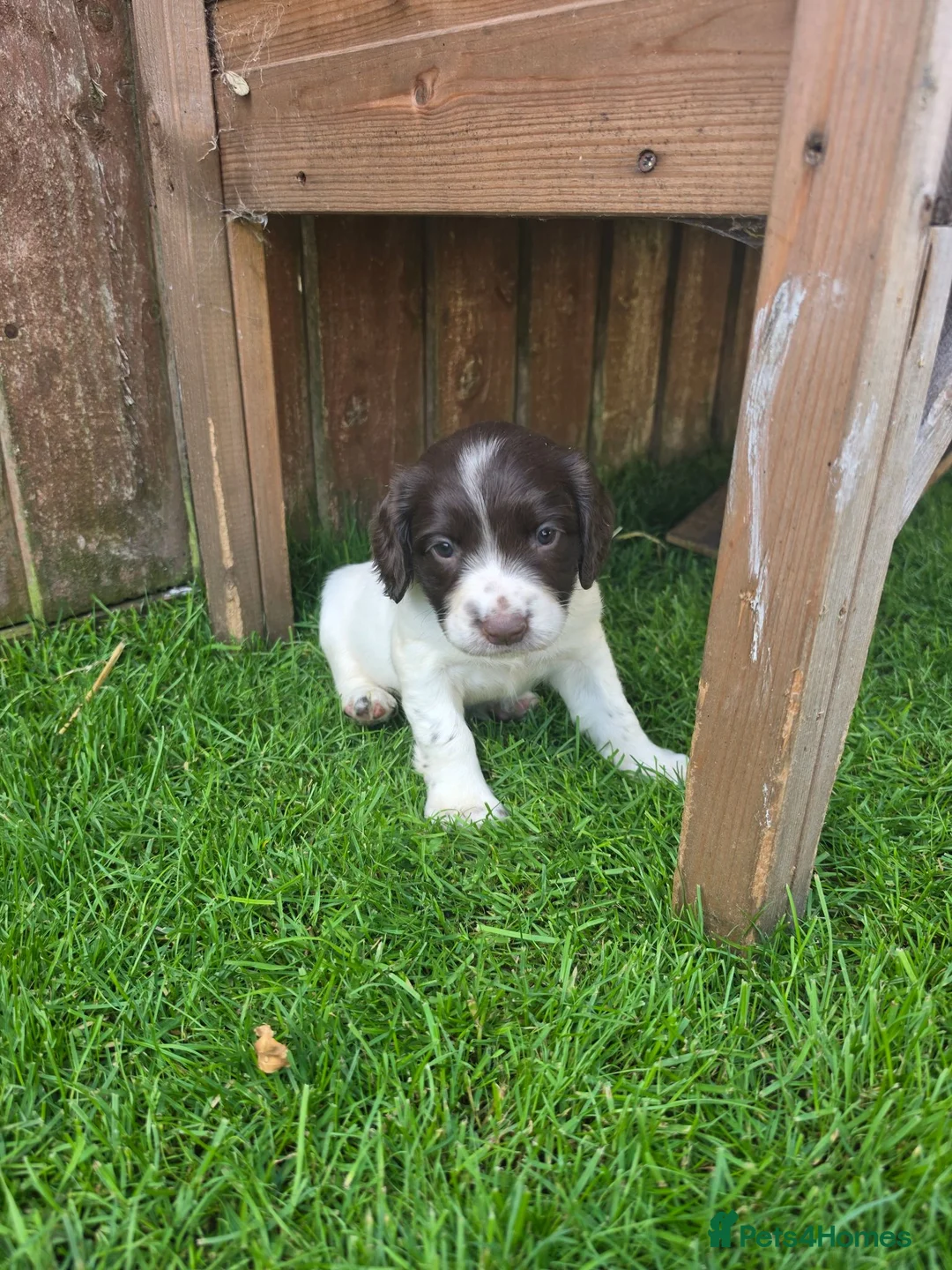 English Springer Spaniel dogs for sale: Springer spaniel puppies in Bungay - Advert 16