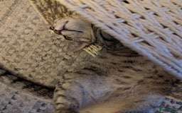 Bengal cats for sale: Cat for sale - Image 5