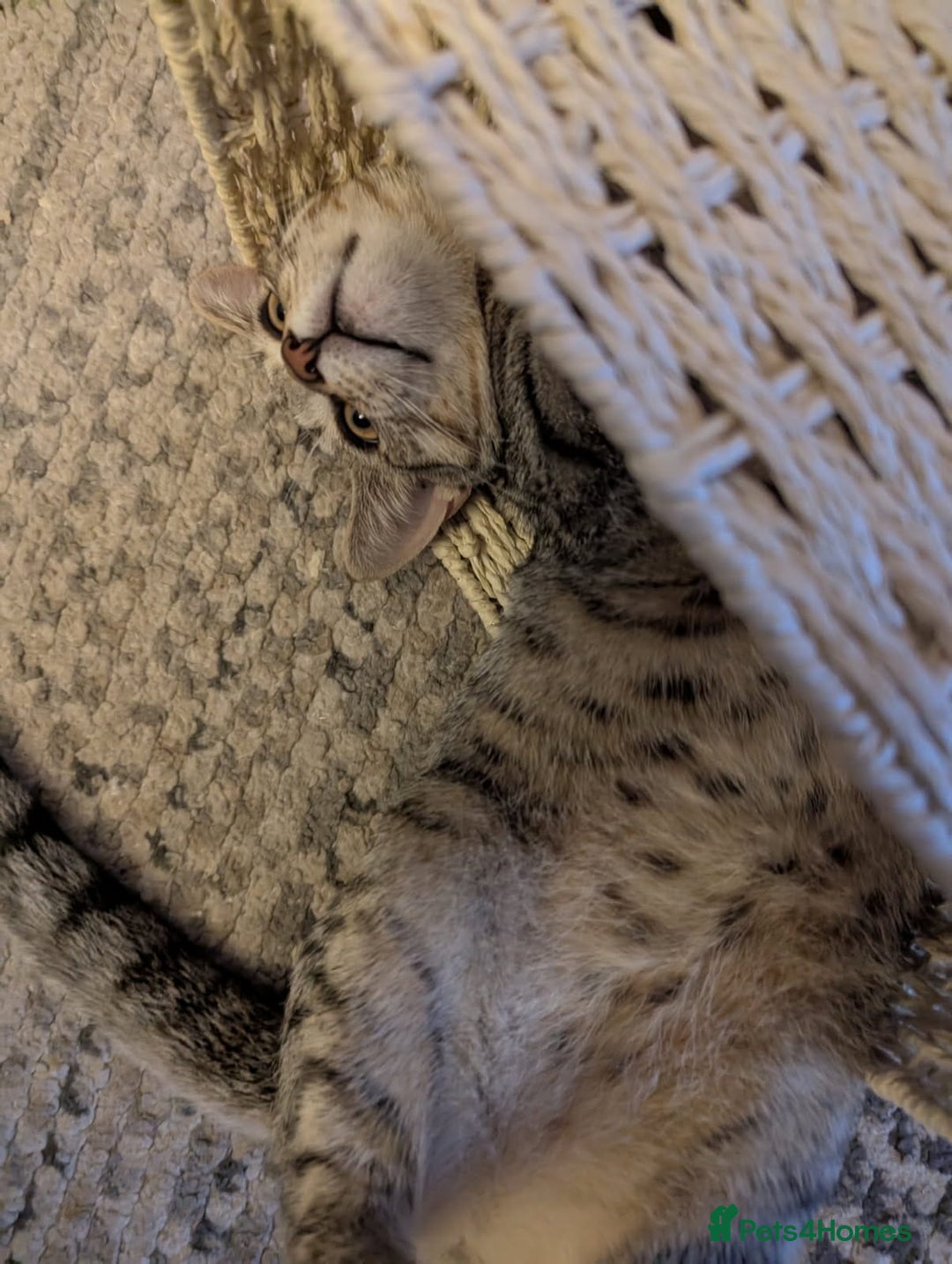 Bengal cats for sale: Cat for sale - Image 5