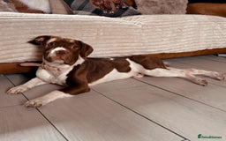 Mixed Breed dogs for sale: Beautiful male dog - Image 1